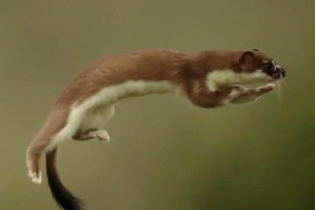 The bouncing stoat