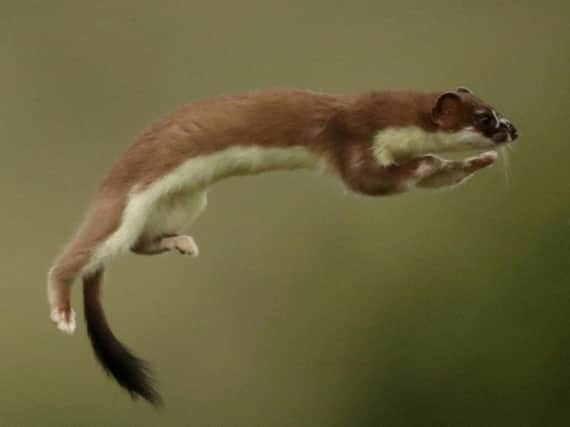 The bouncing stoat