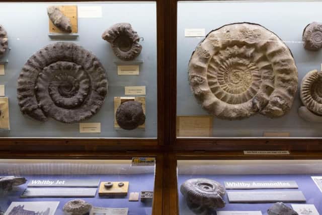 The fossils on display.