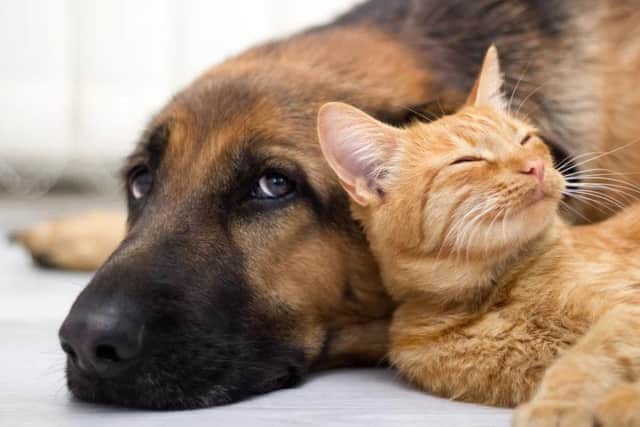 Packages of flea drops may be poisonous to cats.