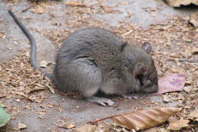 People are being urged to block up any small holes where rats could enter homes.