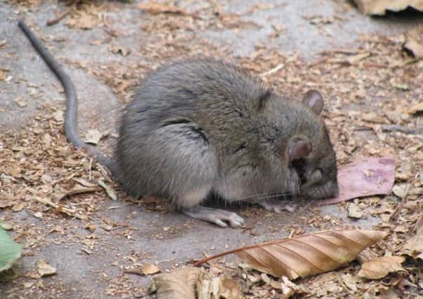 People are being urged to block up any small holes where rats could enter homes.