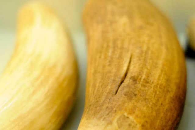 A whale tooth