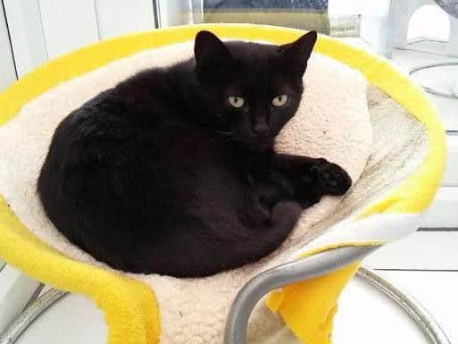 Morgana at Yorkshire Cat Rescue
