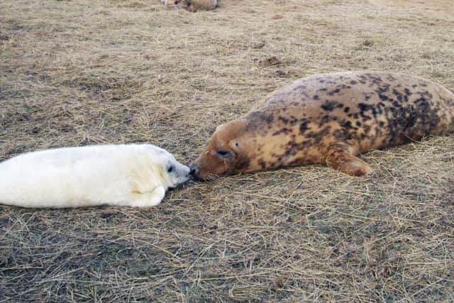 Sandy the seal and her new pup at Donna Nook