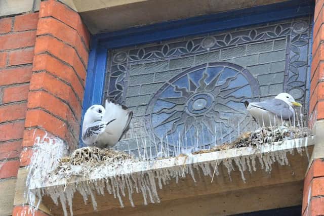The use of the pill for pigeons has been operating successfully for more than 15 years throughout Europe,