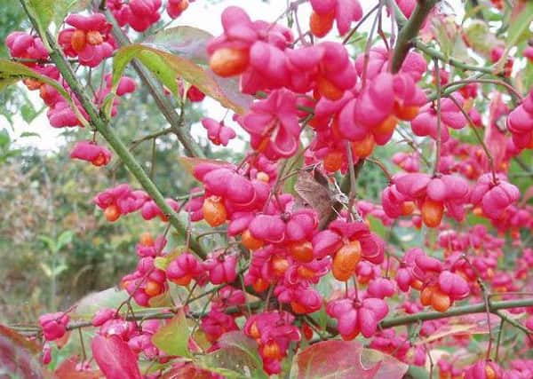 Spindle tree revealing its shocking-pink berries.