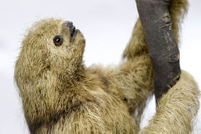 Maned sloth in the Scarborough Collections.