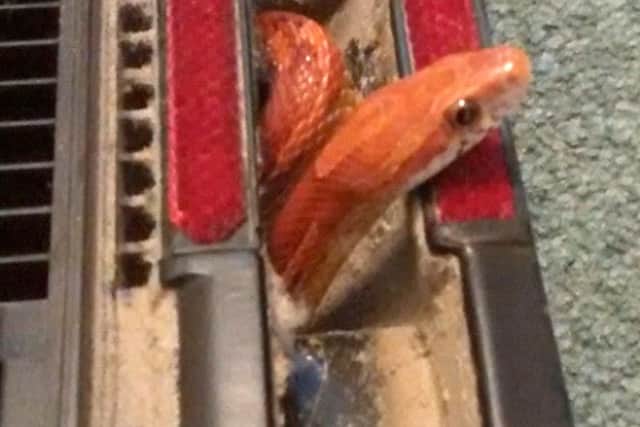The snake who was found in a vacuum cleaner in York (Photo: RSPCA/PA)
