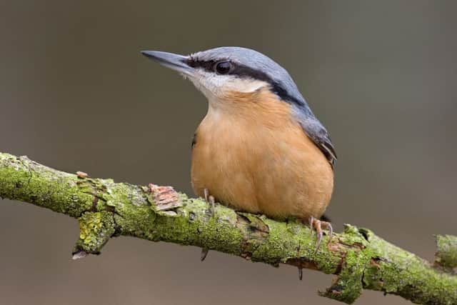 A nuthatch was seen at the bird feeding tables in Forge Valley.