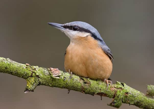 A nuthatch was seen at the bird feeding tables in Forge Valley.