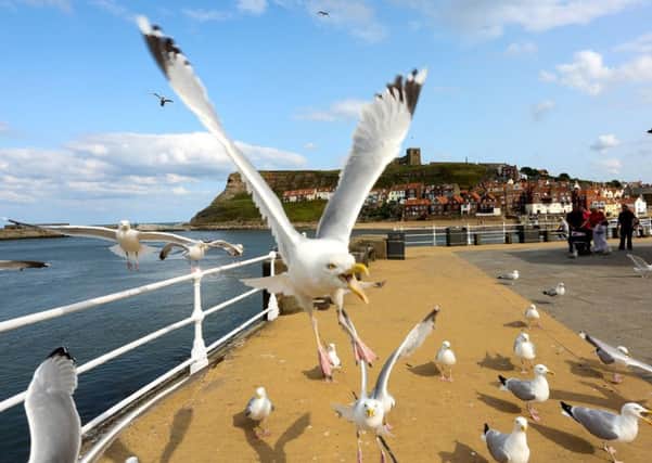 The 'nuisance' seagulls