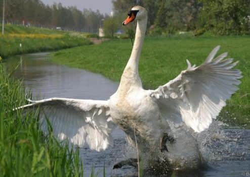 E1RK7P a male mute swan attacks to defend its nest