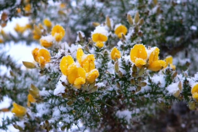 Gorse still flowers even in the most severe winters.