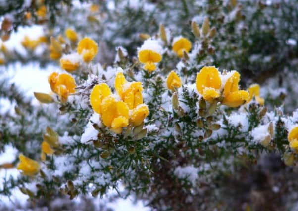 Gorse still flowers even in the most severe winters.