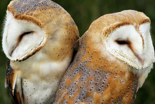 Barn owls mainly seek rats, mice and voles.