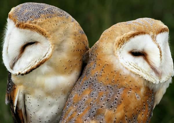Barn owls mainly seek rats, mice and voles.