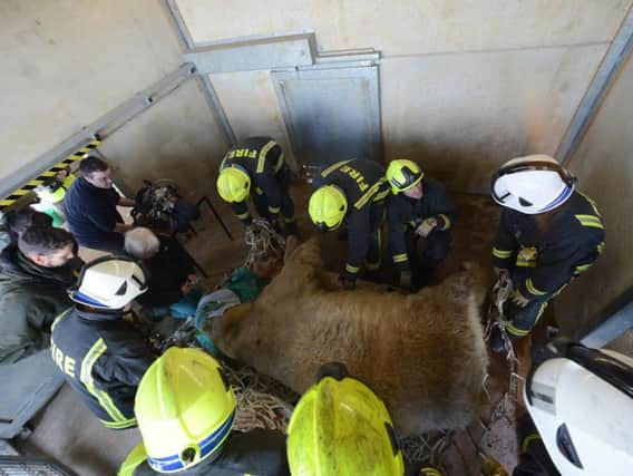 Fire crews help move Victor the polar bear.