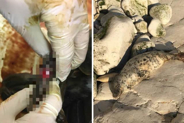 A seal was attacked at Flamborough sparking a warning from the RSPCA.