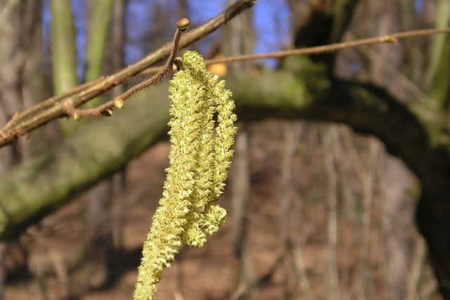 Male catkins of Hazel dangle on bare leafless twigs.