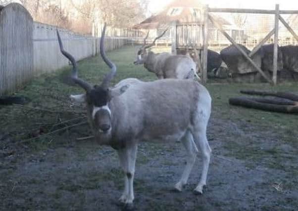 Jackson the addax pictured at Flamingo Land zoo.