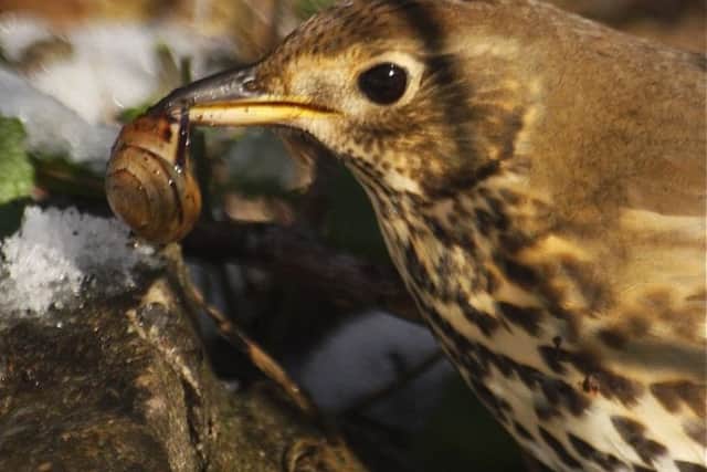 A song thrush uses a stone as an anvil to break through the snails shell.