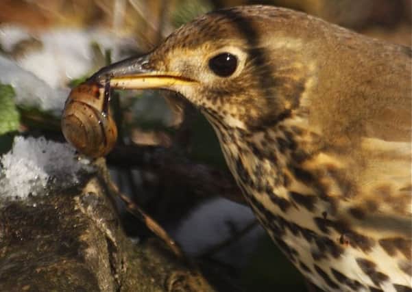 A song thrush uses a stone as an anvil to break through the snails shell.