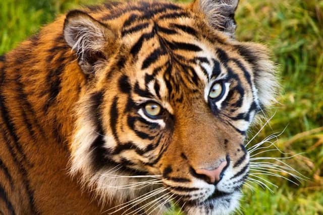 Surya, the Sumatran tiger who celebrated her eighth birthday recently.