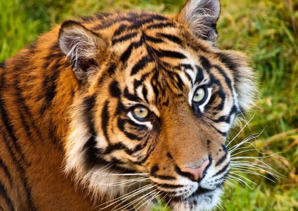 Surya, the Sumatran tiger who celebrated her eighth birthday recently.