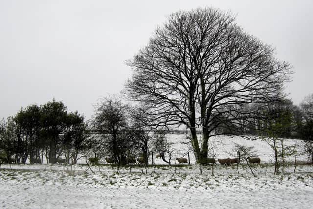 Snow forecast