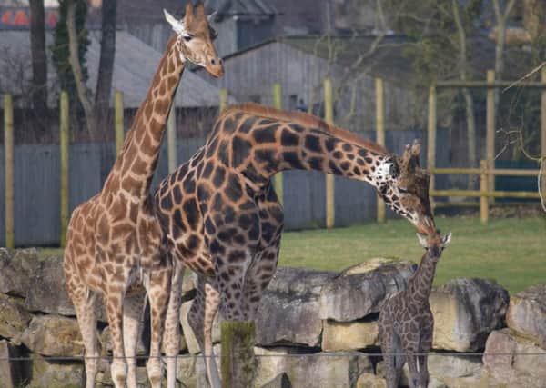 The new Rothschild giraffe calf with its family at Flamingo Land.