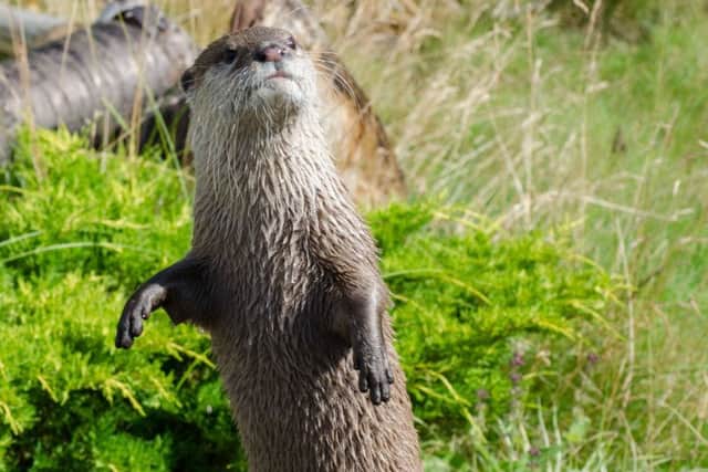Asian short-clawed otters at Flamingo Land Resort.