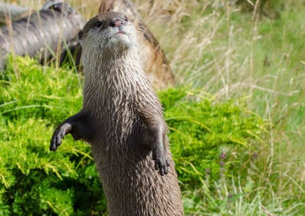 Asian short-clawed otters at Flamingo Land Resort.