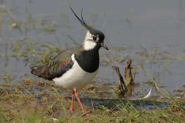 Lapwing