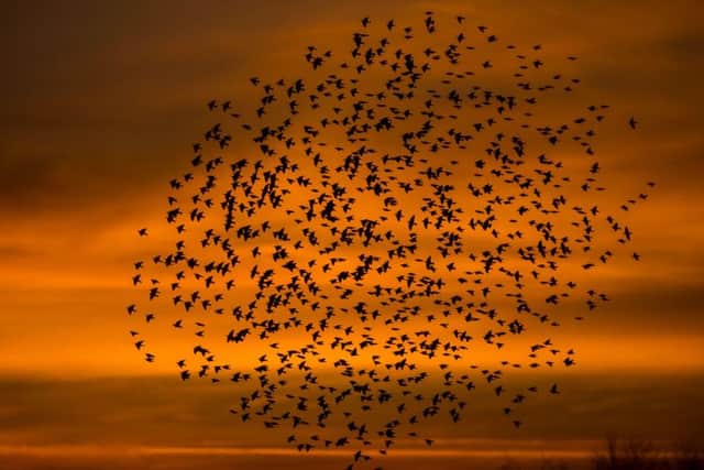 File pic: murmuration of starlings