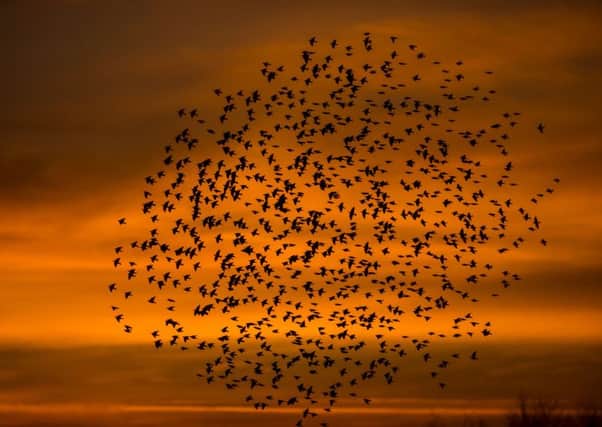 File pic: murmuration of starlings