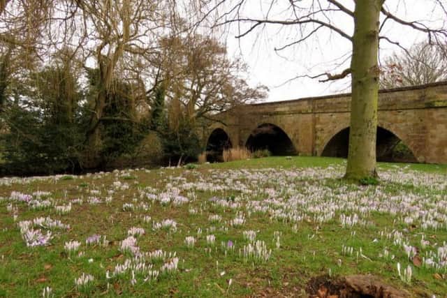 Julia West captured this image of crocuses at Ayton Bridge.