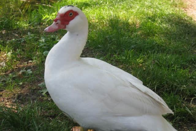 Muscovy duck with snowy-white plummage.
