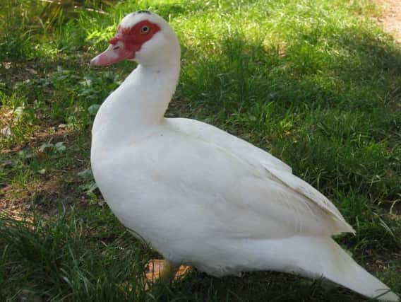 Muscovy duck with snowy-white plummage.
