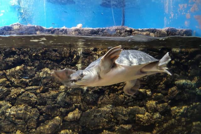 One of the fly river turtles on display at Flamingo Land Resort.