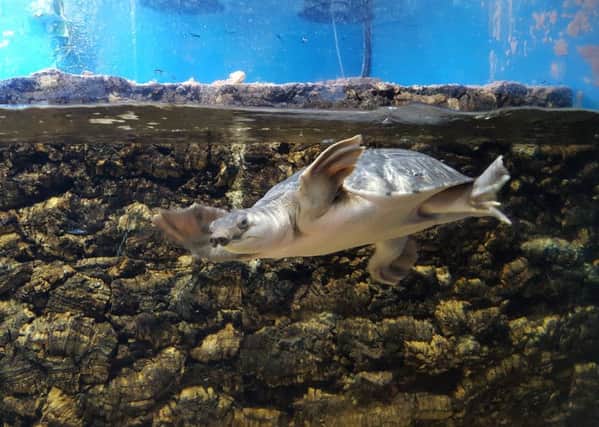 One of the fly river turtles on display at Flamingo Land Resort.