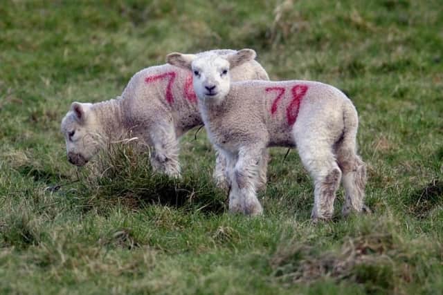 Yorkshire lambs enjoying the spring-like conditions on the moors.