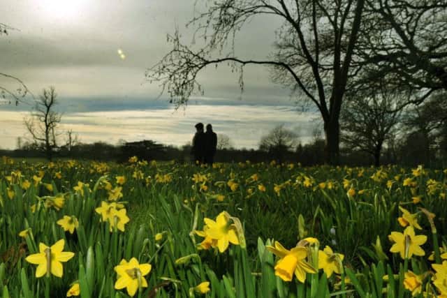 Daffodils bloom at Temple Newsam in Leeds.