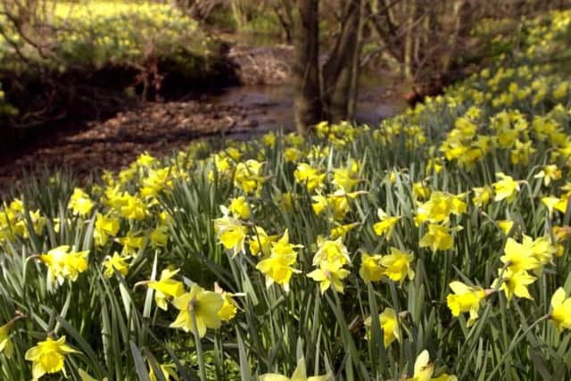 Glorious display of daffodils beside the River Dove in Farndale.