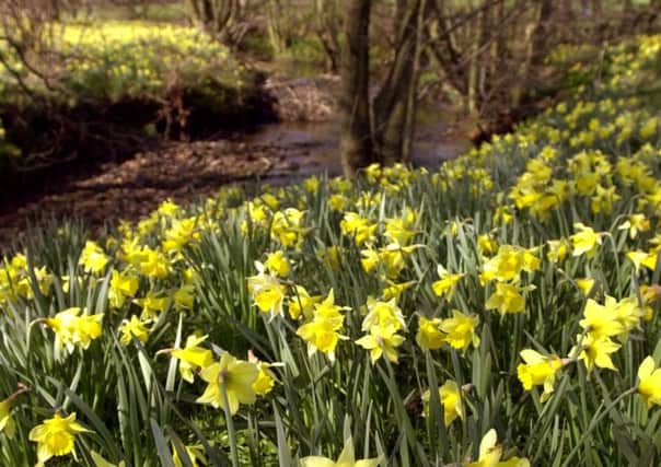 Glorious display of daffodils beside the River Dove in Farndale.