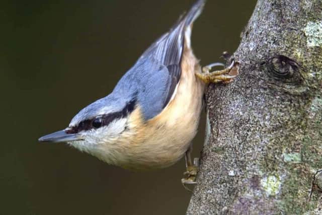 A nuthatch descends a tree.