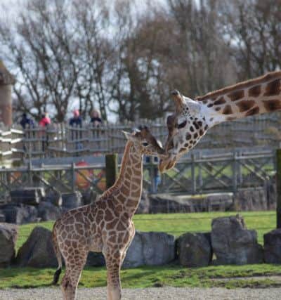 Name the baby giraffe