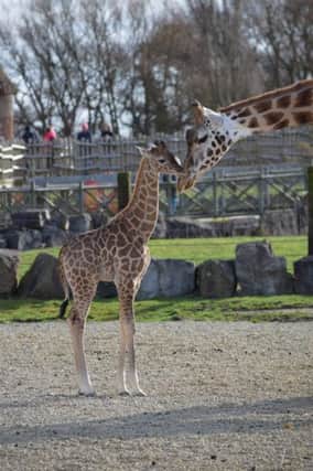Name the baby giraffe