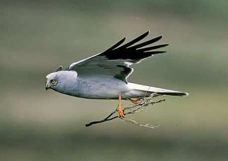 Hen harrier Circus cyaneus, adult male perched in flight with twig, Loch Gruinart RSPB reserve, Islay, Scotland. June
