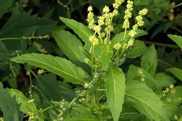 Dogs Mercury grows on the edge of woodland and hedgerows.